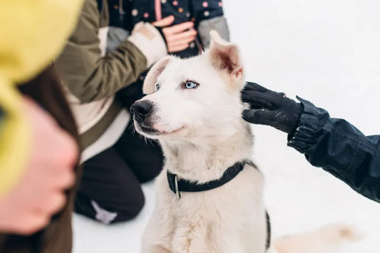 HUSKY VISIT