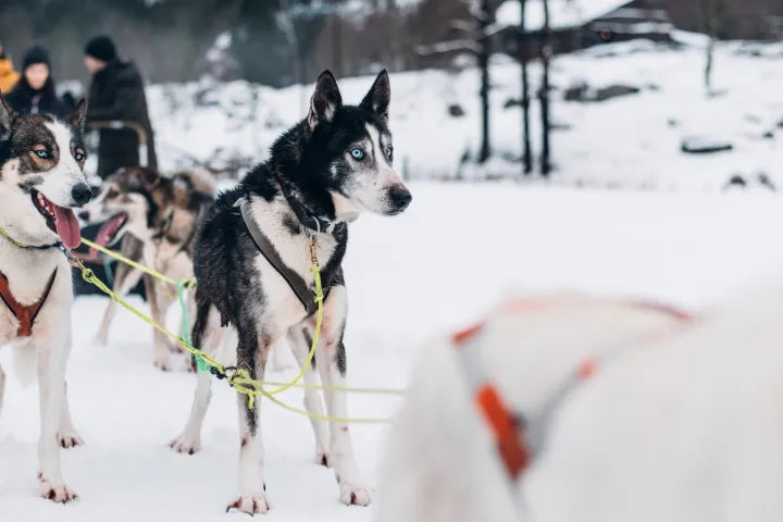 Hundekjøring